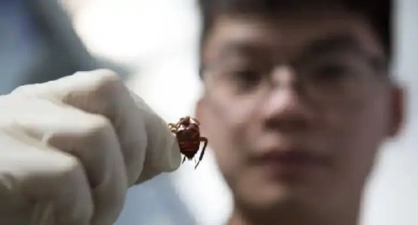 盛谷策略 繁殖高峰到！广东人又崩溃了，更让人受不了的是……